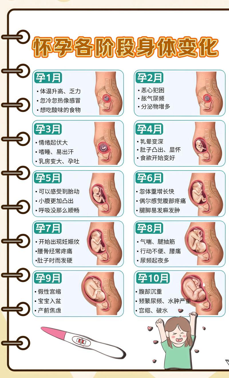 揭秘供卵代孕妈妈怀孕小腹分两节,孕期变化的奥秘北海代生机构: